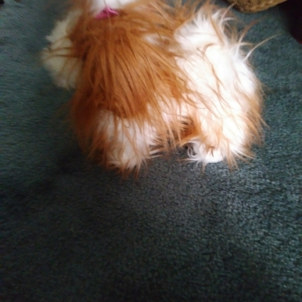 Puppy